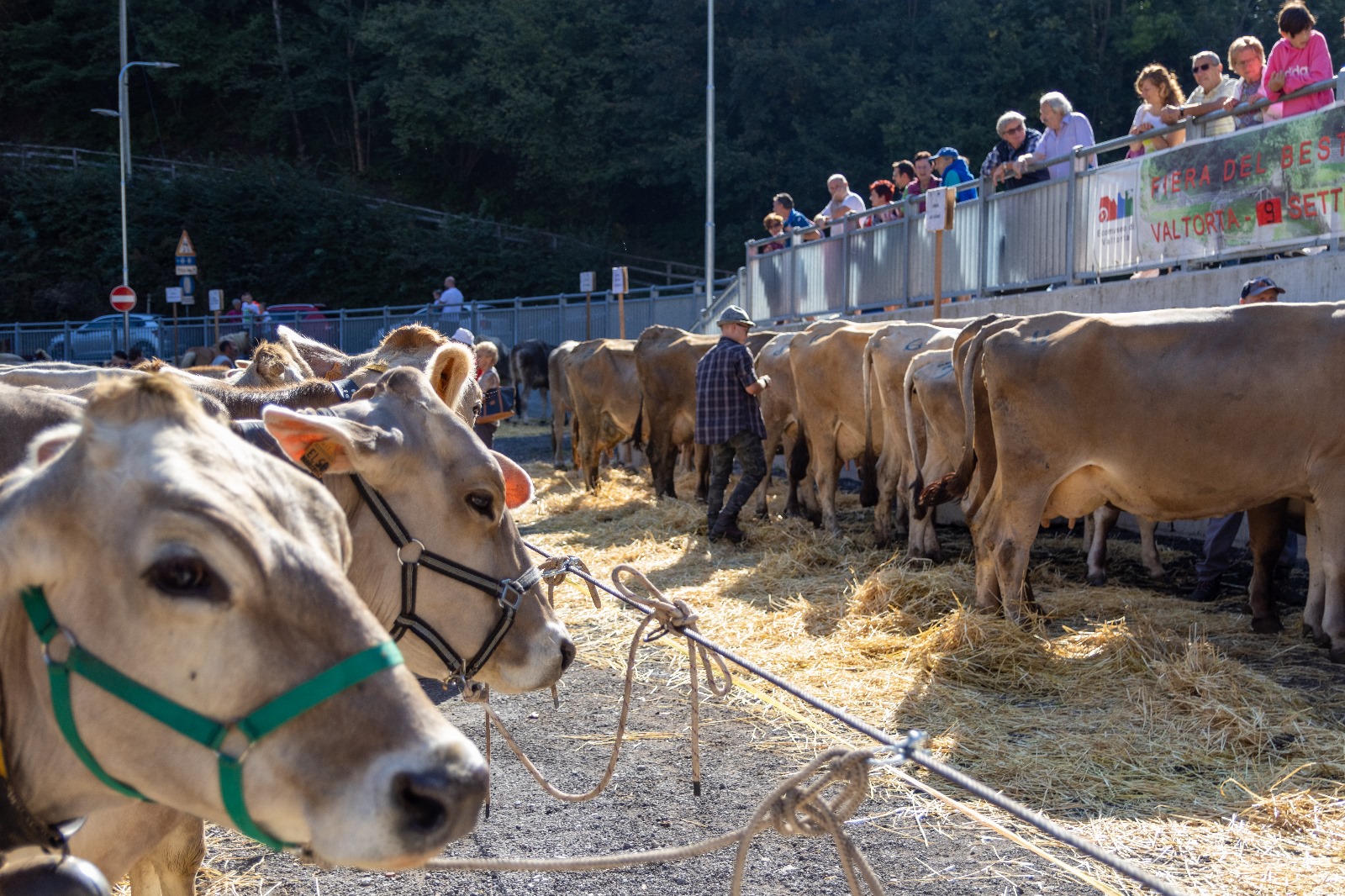 Immagine che raffigura Fiera del bestiame 2024